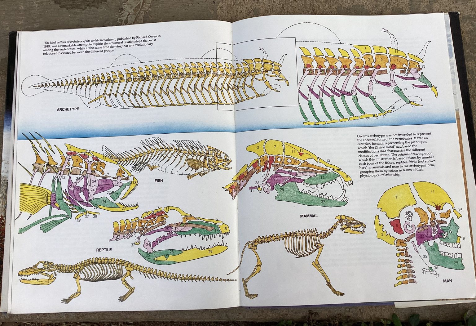 Co-Pioneers of Evolution Science - Origins Advance